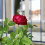 Appartement Moderne A Avec Jardin Et Terrasse Antibes