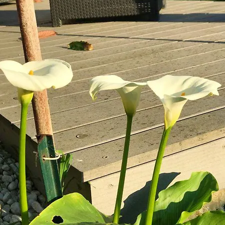 Moderne A Avec Jardin Et Terrasse アンティーブ
