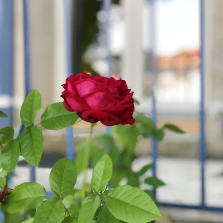 Daire Moderne A Avec Jardin Et Terrasse Antibes