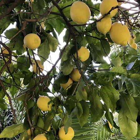 Daire Moderne A Avec Jardin Et Terrasse Antibes