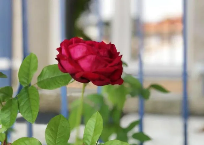 Apartment Moderne A Avec Jardin Et Terrasse Antibes